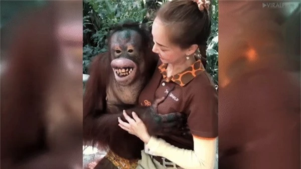 Chú đười ươi đực tỏ ra thích thú khi trêu đùa nữ nhân viên vườn thú xinh đẹp