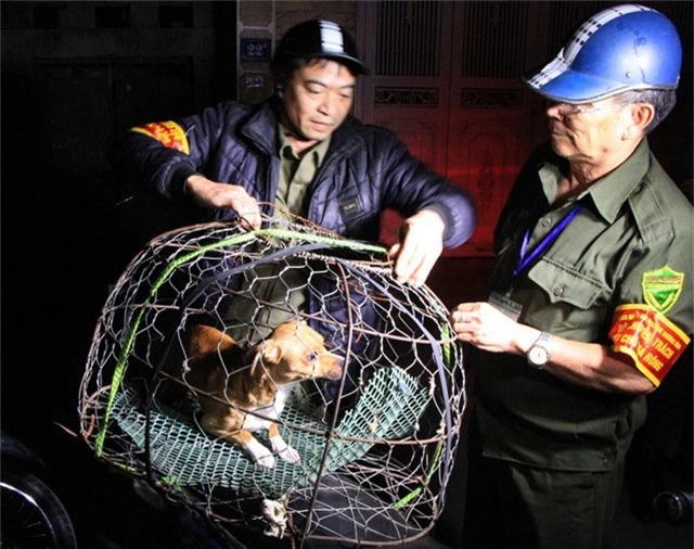  Lúc hơn 6h, đội bắt chó thả rông phát hiện 1 chú chó không đeo rọ mõm và xích nên đã dùng vợt lưới bắt gọn. 