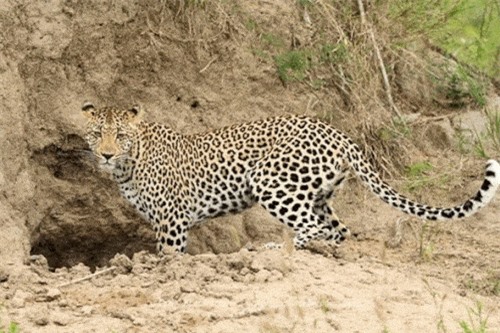 Clip: Báo hoa ngậm ngùi bỏ đi vì tấn công chó hoang không thành