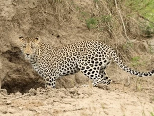 Clip: Báo hoa ngậm ngùi bỏ đi vì tấn công chó hoang không thành