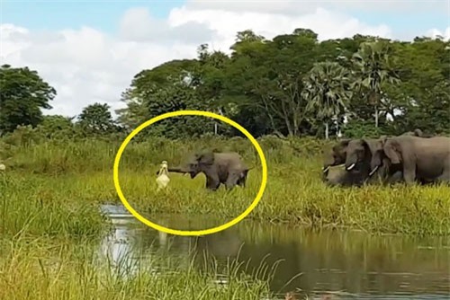 Clip: Voi tấn công cá sấu, giải cứu đồng loại