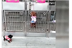 Clip: Bất ngờ với hành động cực kỳ thông minh của chú chó