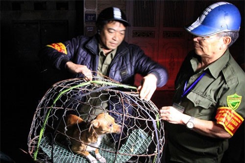 Hà Nội: Theo chân “tổ phản ứng nhanh” bắt chó thả rông lúc mờ sáng