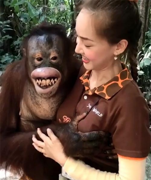 Đười ươi nhe răng cười khi sàm sỡ “vòng 1” của nữ nhân viên xinh đẹp