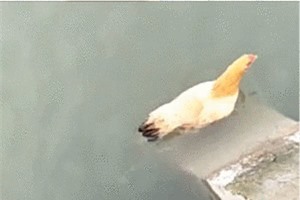 Clip: Khó tin, chú gà có khả năng bơi điêu luyện