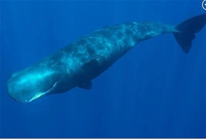 Cá voi sẽ giúp tàu ngầm Trung Quốc đánh lạc hướng kẻ thù.