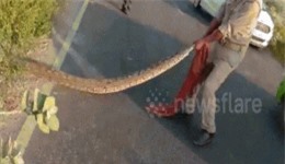 Clip: Trăn khủng 'nổi giận' liên tục chồm dậy tấn công cảnh sát tại Ấn Độ