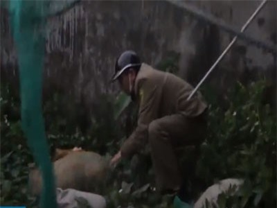 Clip: Hà Nội ra quân đội bắt chó thả rông 