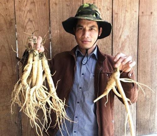 Thanh niên “chân đất” đưa cây sâm về “xứ Đà Lạt 2” thu lợi nhuận hàng tỷ đồng/năm