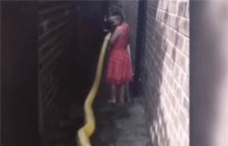Clip: Rùng mình trước cảnh bé gái vuốt ve trăn khổng lồ