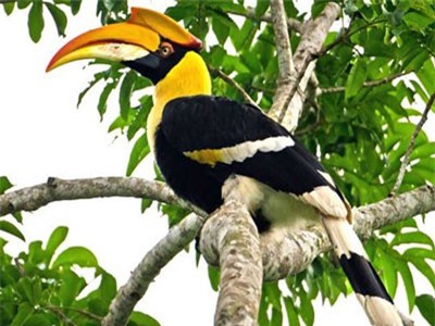 Chim quý bất ngờ bay lượn ở TP.HCM 