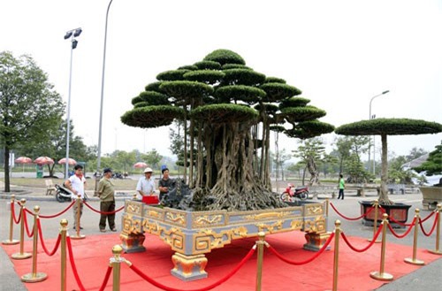 Siêu cây dát vàng giá chục tỷ 'đọ dáng' cùng cây 200 tuổi ở Hà Nội