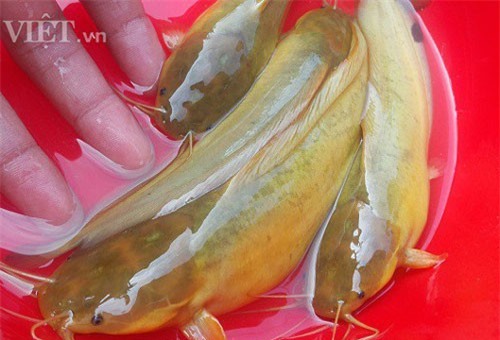 Đã mắt ngắm đàn cá vàng như nghệ, thu trăm triệu/năm