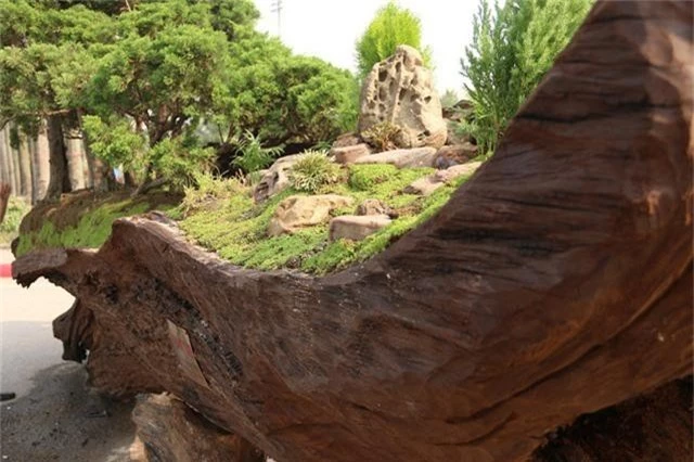 Tác phẩm “Kỳ sơn mộc thạch” là một rừng tùng bonsai được anh Thịnh trồng trên phần thân cây Sao cổ thụ. Để cây sinh trưởng và phát triển tốt, bên trong thân cây anh Thịnh lót một lớp đất ẩm, phía bên trên trải thảm cỏ trang trí.