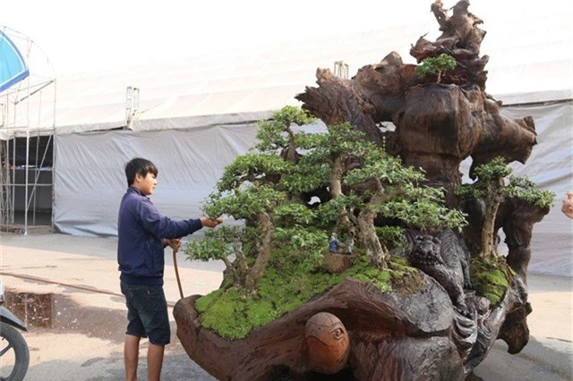 Tác phẩm “Tứ linh” được anh Thịnh trồng hàng cây bonsai Nhất Chi Mai trên phần gốc cây Sao nặng gần 2 tấn.