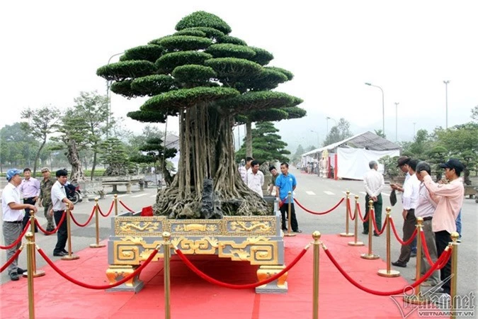 cây sanh,cây cảnh,Hà Nội