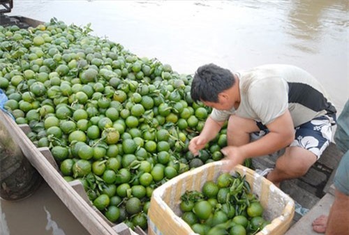 Vì sao giá bưởi da xanh, cam sành giảm mạnh?