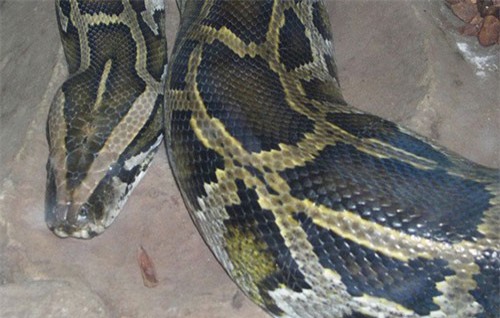 Mãng xà kích thước lớn nhất Việt Nam: Dài đến 8m, nặng hơn 100kg