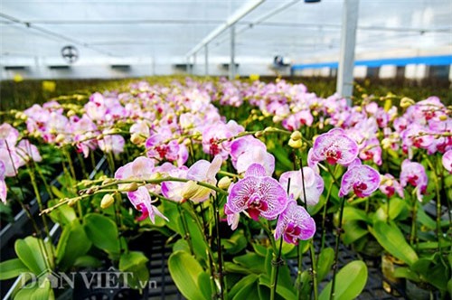 "Ông trùm" trồng lan hồ điệp công nghệ cao đút túi cả chục tỷ/năm