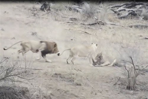 Clip: Sư tử đực vô tình cứu sống lợn rừng