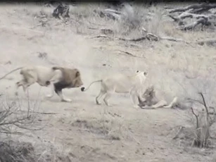 Clip: Sư tử đực vô tình cứu sống lợn rừng