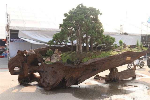 Cặp bonsai mọc trên gốc cây củi mục “trăm tuổi” giá bạc tỷ ở Hà Nội