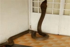 Clip: Kinh hoàng cảnh rắn hổ mang khổng lồ trèo vào nhà dân ở Malaysia