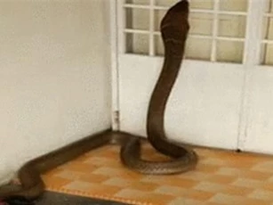 Clip: Kinh hoàng cảnh rắn hổ mang khổng lồ trèo vào nhà dân ở Malaysia