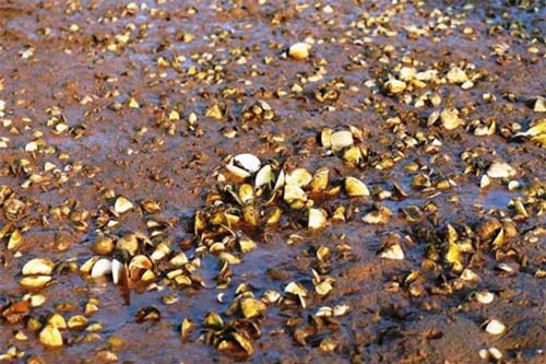 Nghệ An: Người dân thất thu vì cá, ngao chết hàng loạt không rõ nguyên nhân