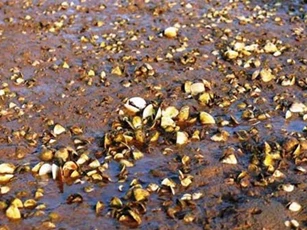 Nghệ An: Người dân thất thu vì cá, ngao chết hàng loạt không rõ nguyên nhân