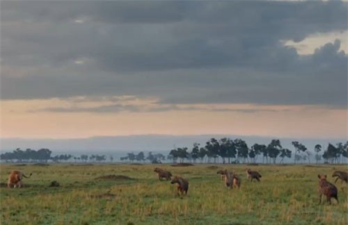 Khoảnh khắc “vua sư tử” bị bầy linh cẩu bao vây và màn “cứu giá” kịp thời