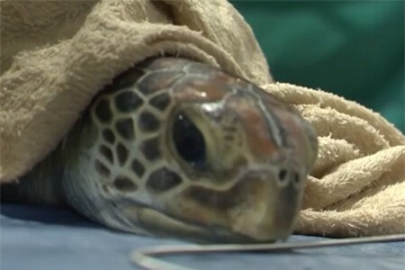 Clip: 'Hoảng hồn' khi phát hiện dị vật chất đầy trong bụng rùa xanh