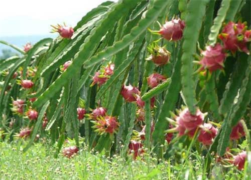 Thực hư thanh long ruột đỏ Đài Loan 500.000 đồng/kg