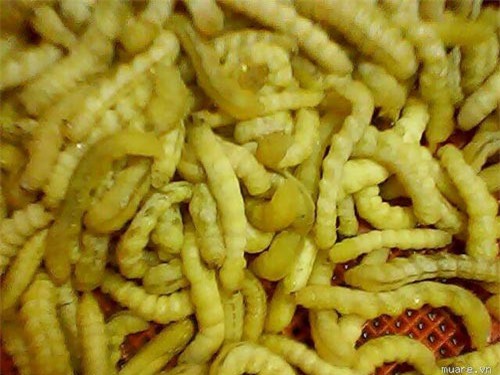 Bất ngờ với đặc sản sâu "ông khen", "bà mê mệt" giá 4 triệu đồng/kg