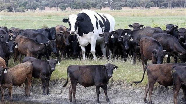  Geoff Pearson, chủ nhân của chú bò đã bỏ ra 225 bảng Anh để mua chú bò khi nó còn nhỏ. Sau khi được đưa về trang trại nó ăn rất nhiều so với con bò bình thường. 