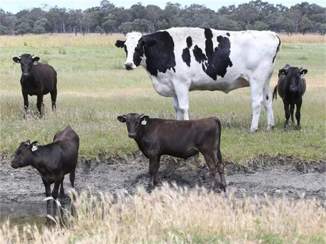 Trước đó, kỷ lục cao nhất thế giới thuộc về một con bò có tên là Danniel nặng tới 1,1 tấn và cao 1,93 m.