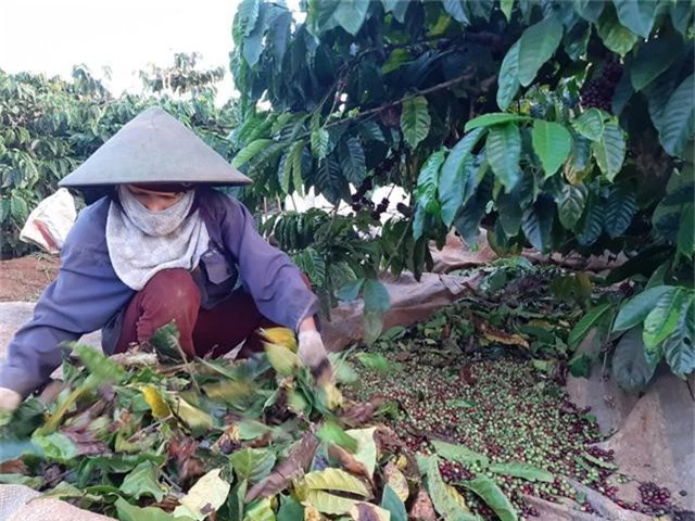 Bỏ công sức, tiền bạc chăm gần năm chăm sóc, nhưng cà phê lại rơi vào thảm cảnh mất mùa.