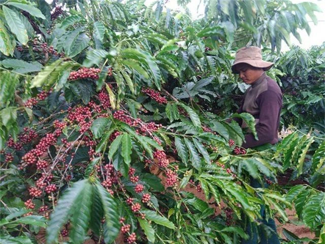 Nguyên nhân ban đầu khiến năng suất giảm là do cà phê ra quả non trúng đợt mưa kéo dài nên rụng nhiều