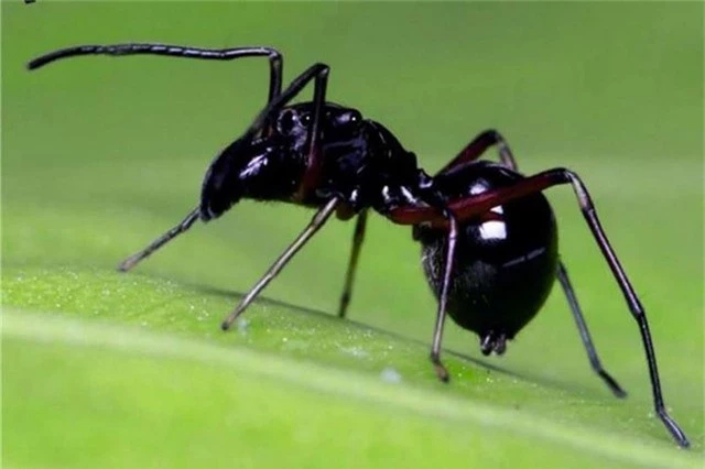 Nhện Toxeus magnus có khả năng nuôi con bằng “sữa mẹ”