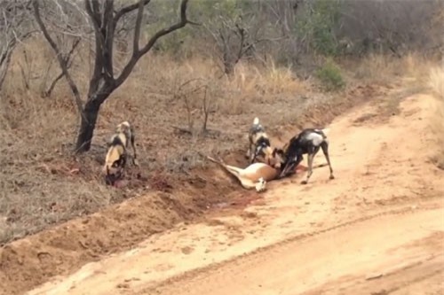 Clip: Mẹ con linh dương chết thảm dưới nanh vuốt bầy chó hoang