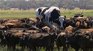 Clip: Bò đực khổng lồ thoát khỏi 'lưỡi hái tử thần' trong gang tấc