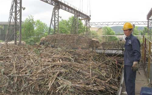 Phú Yên tìm giải pháp tháo gỡ khó khăn cho ngành mía đường