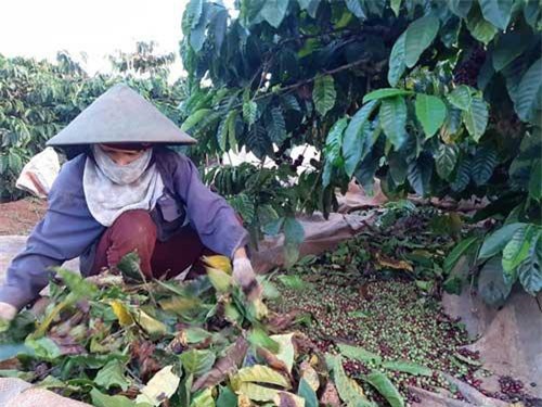 Gia Lai: Dân trồng cà phê “khóc ròng” vì mất mùa, “khát” nhân công