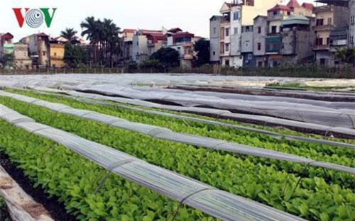 Xuất khẩu nông sản còn “vướng” nhiều hàng rào kỹ thuật