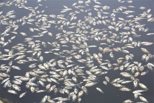 Clip: Cá chết trắng hồ điều hòa Cửa Nam, Nghệ An