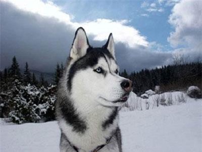 Những điều thú vị về giống chó Husky ít ai biết