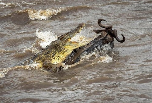 Linh dương đầu bò đánh lừa thần chết, thoát cá sấu ngoạn mục