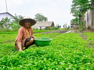 Lạ mà hay: Chỉ trồng loài rau mọc hoang mà kiếm bộn tiền