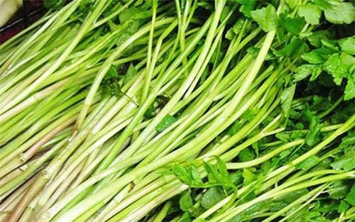 Thương lái các nước quan tâm đến rau cần Việt