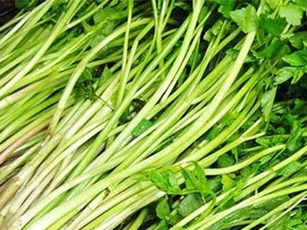 Thương lái các nước quan tâm đến rau cần Việt